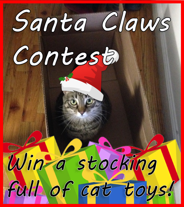 SANTA CLAWS CAT PHOTO CONTEST